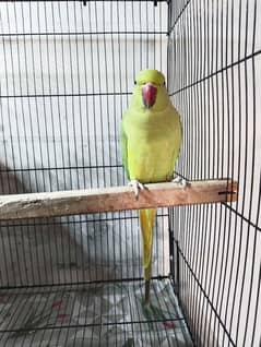 Ringnck parrot hai male femle pathy hain