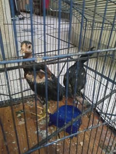 seel  hens 6 month old