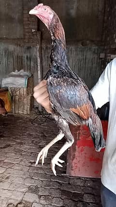 shamo