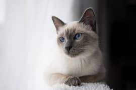 Fully Adult and trained Semi female Friendly and lovely behavior