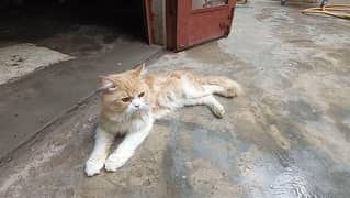 cat