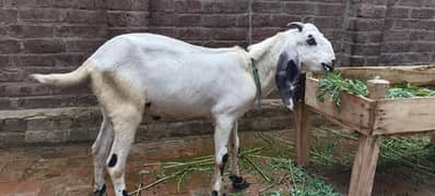 Bakra for sale age 2 dant