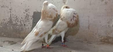 cream bar norwich pair. .
