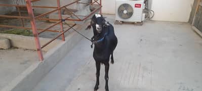 Qurbani