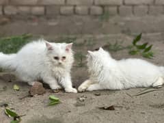 Persian cat