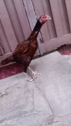 Aseel
