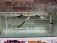 Fishes