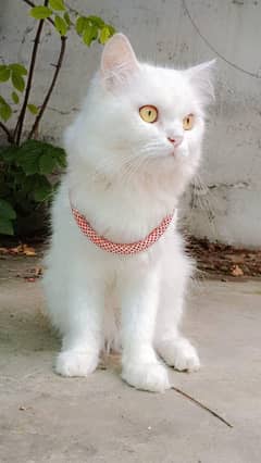 male  white Persian cat  3rd cotted
