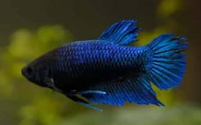 Fish for sale – betta , rasbora, neon tetra