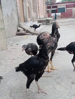 mianwali aseel black