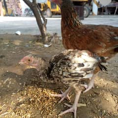 aseel chicks pair