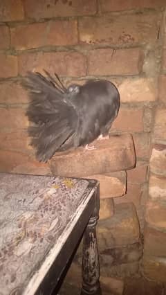 modran fantail baredar pair and one check