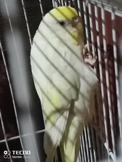 budgie breeder pairs for sale + free matki + cage
