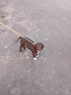 dog for sale