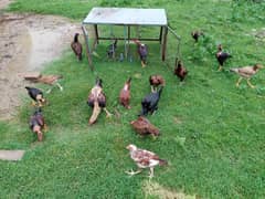 Roosters and Chicks for sale