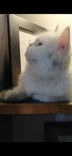 Persian Female Cat