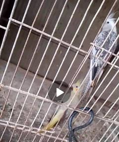budgie