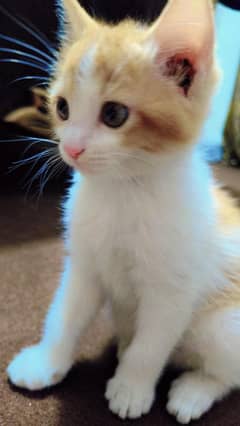 1.5 month Multi color cat along with all items