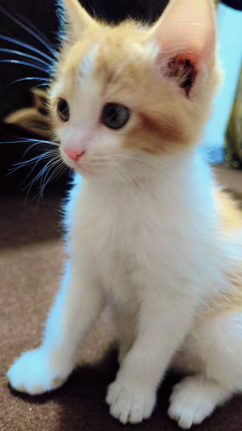 1.5 month Multi color cat along with all items 0