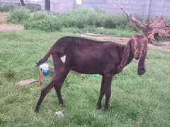 Beetal Female Goat Pair