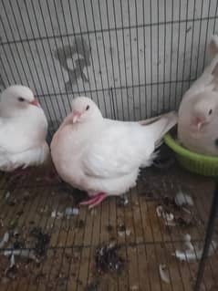 King pigeon breeder pair mashallah jumbo size 4 sale with 3 kali bacha