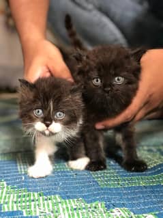 Persian