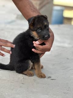 Garman shepherd puppies for sale top quality non ped pups gsd pups