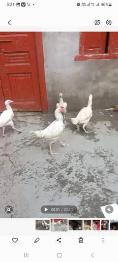 Heera aseel