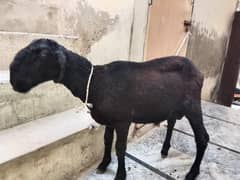 Black Mundra Chatra