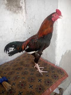 quality bird