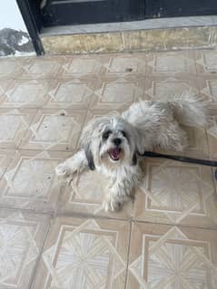 Maltese