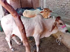 bachra