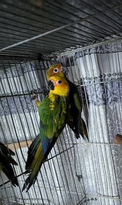 sunconure