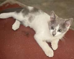 persian
