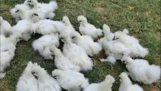 silkie murgi