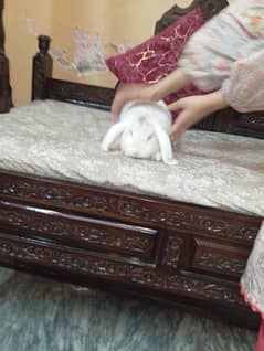 Rabbit