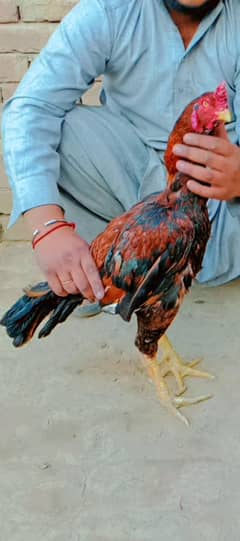 aseel mianwali