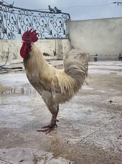 white desi murga