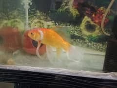 gold fish