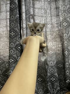 Kitten