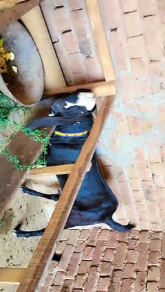 piuer Amretseri dasi bakribakri gubenour 2bakray