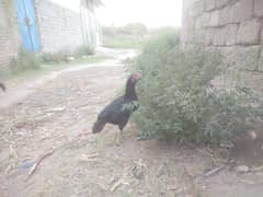 black mushki hen for sale