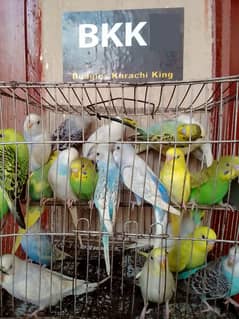 Budgies