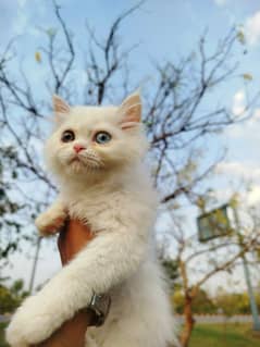 Persian Cat