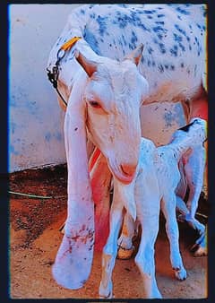 gulabi bakri with two kids One male and one female