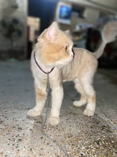 Russian Cat