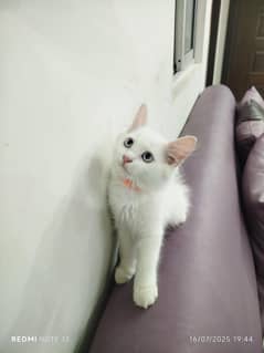 Persian Cat | Persian Kittens | Triple Coated Kittens For Sale
