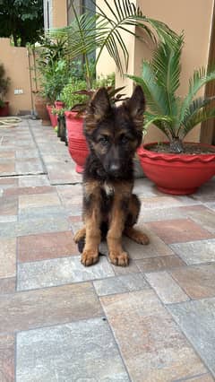 Imported bloodline german shepherd puppy for sale