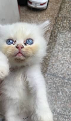 kittens for sale or male cat