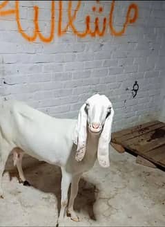 URGENT SALE